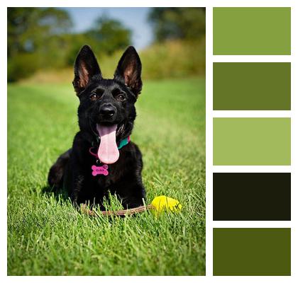 Lawn German Shepherd Dog Image